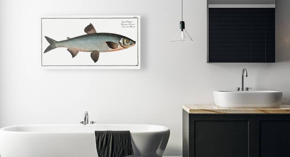 Great-Maræna Salmo Maræna by IStockHistory com