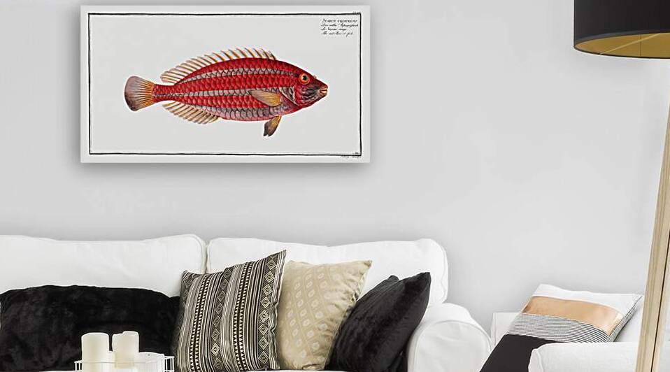 Red Parrot-fish Scarus croicensis by IStockHistory com