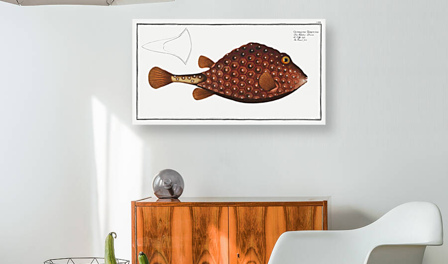 Trunck-fish Ostracion Triqueter by IStockHistory com