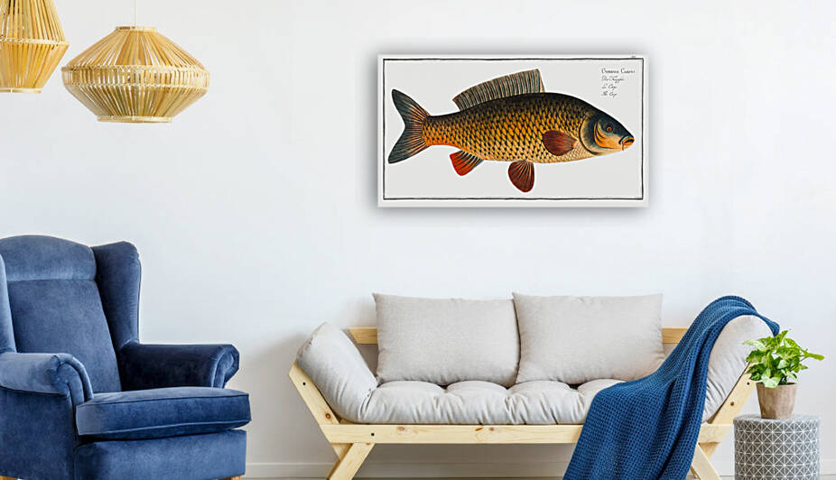 Carp Cyprinus Carpio by IStockHistory com