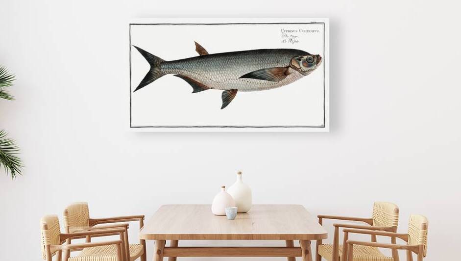 Knife-Carp Cyprinus Cultratus by IStockHistory com