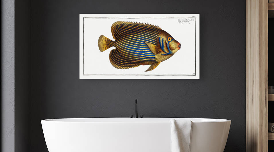 Chaetodon Imperator by IStockHistory com