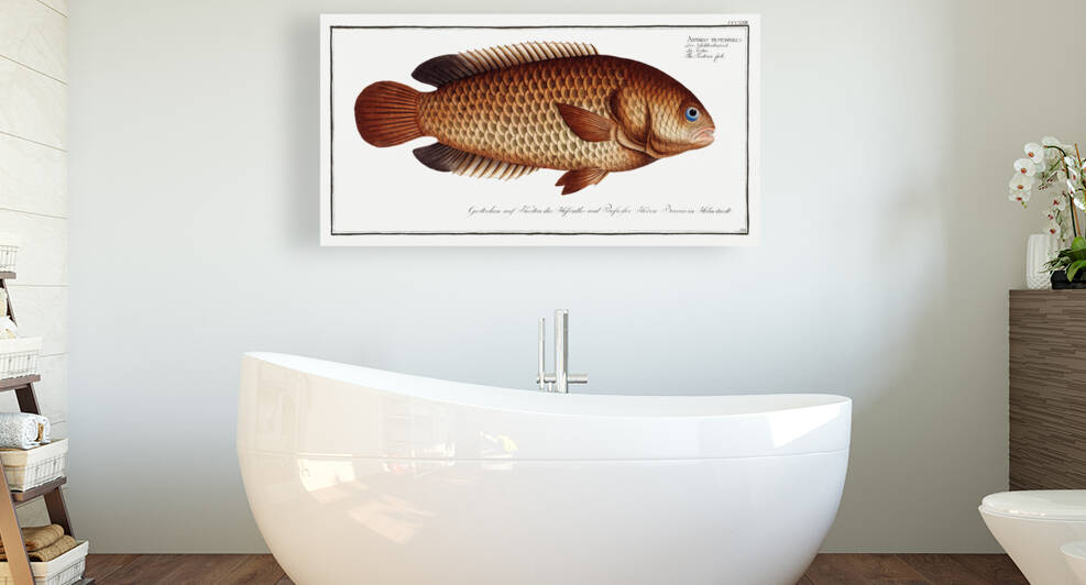 Tortoise-fish Anthias testudineus by IStockHistory com