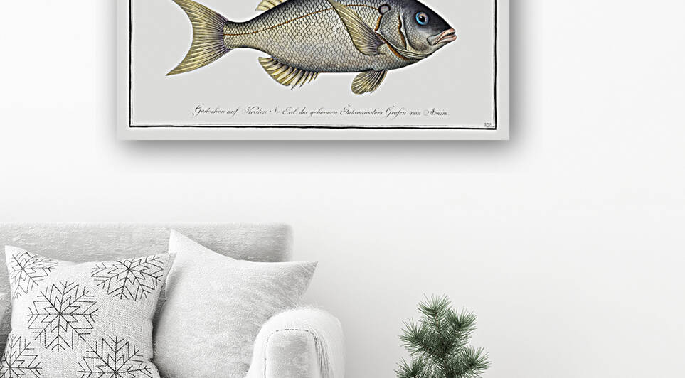 Sparus tetracanthus by IStockHistory com