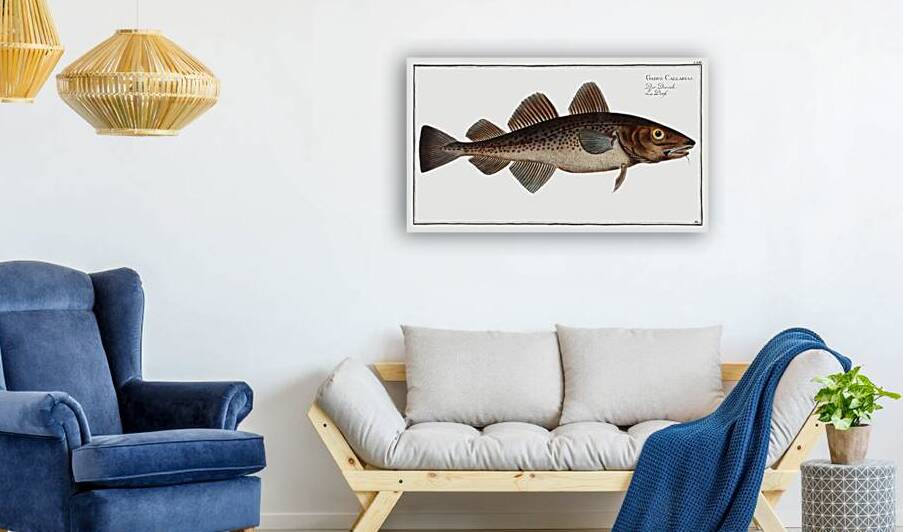 Dorsh Gadus Callarias by IStockHistory com