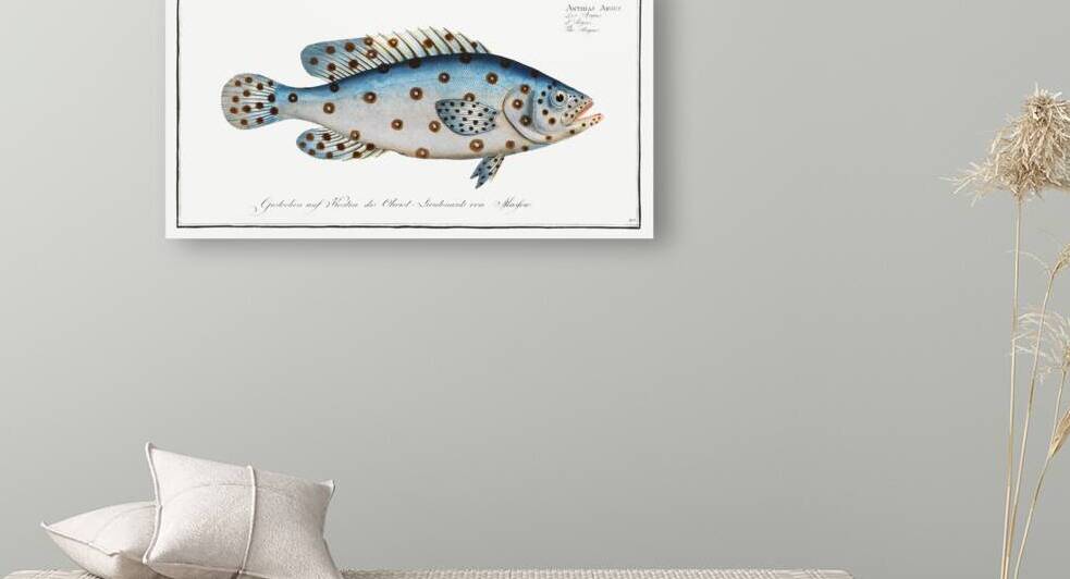 Argus Anthias Argus by IStockHistory com