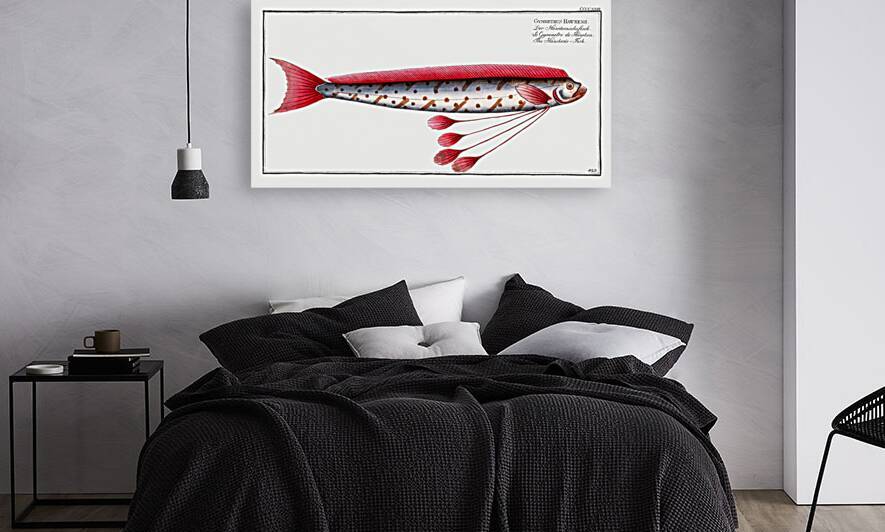 Hawkens-Fish Gymnetrus Hawkenii by IStockHistory com