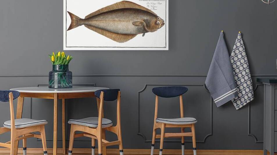 Holybut Pleuronectes Hippoglossus by IStockHistory com