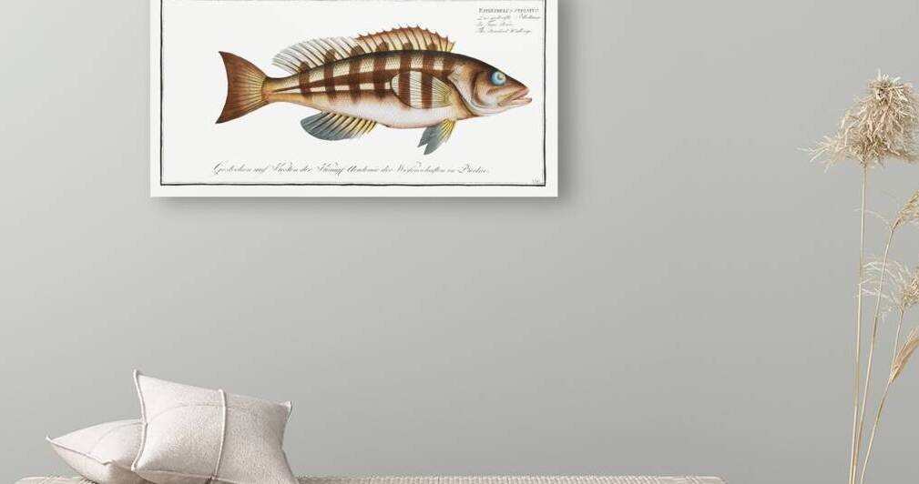 Streaked Wall-eye Epinephelus striatus by IStockHistory com