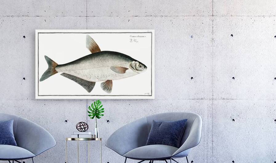 Baller-Carp Cyprinus Ballerus by IStockHistory com