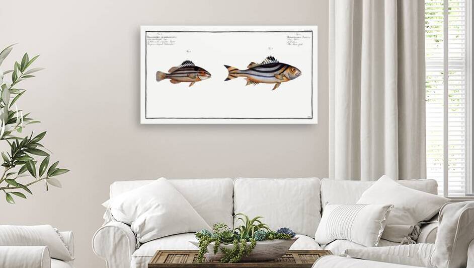 1. Slave-fish Holocentrus Servus 2. Four-striped Holocentre Holocentrus quadrilineatus by IStockHistory com