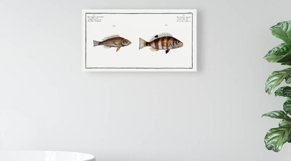 1. Streaked Holocentre Hoocentrus striatus 2. Silver-Holocentre Holocentrus Argentinus by IStockHistory com