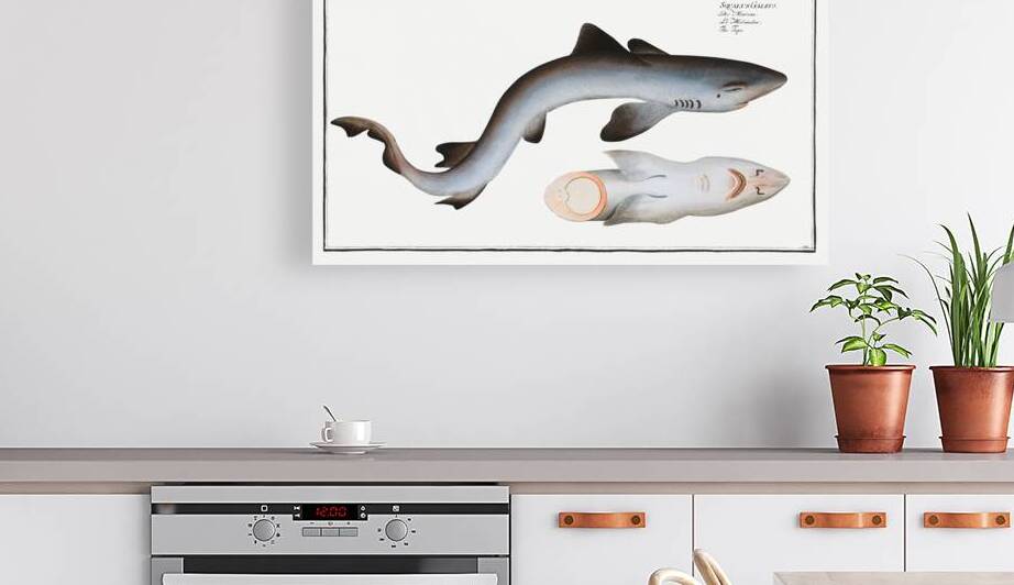 Tope or Pope Squalus Galeus by IStockHistory com