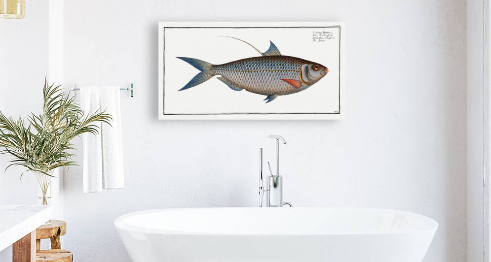 Sprat Clupea Thrissa by IStockHistory com