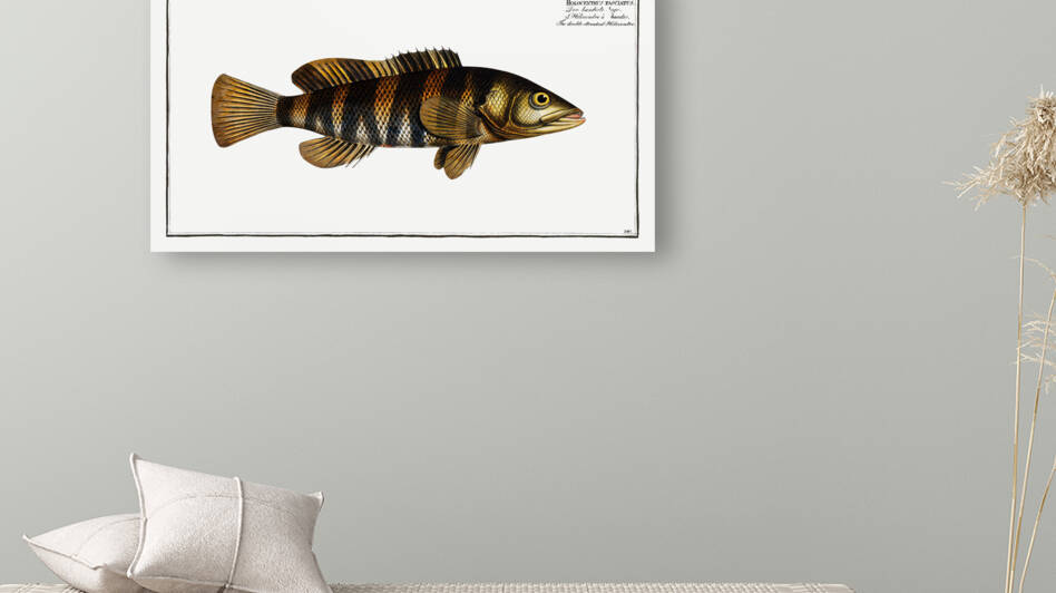 Double-streaked Holocentre Holocentrus fasciatus by IStockHistory com