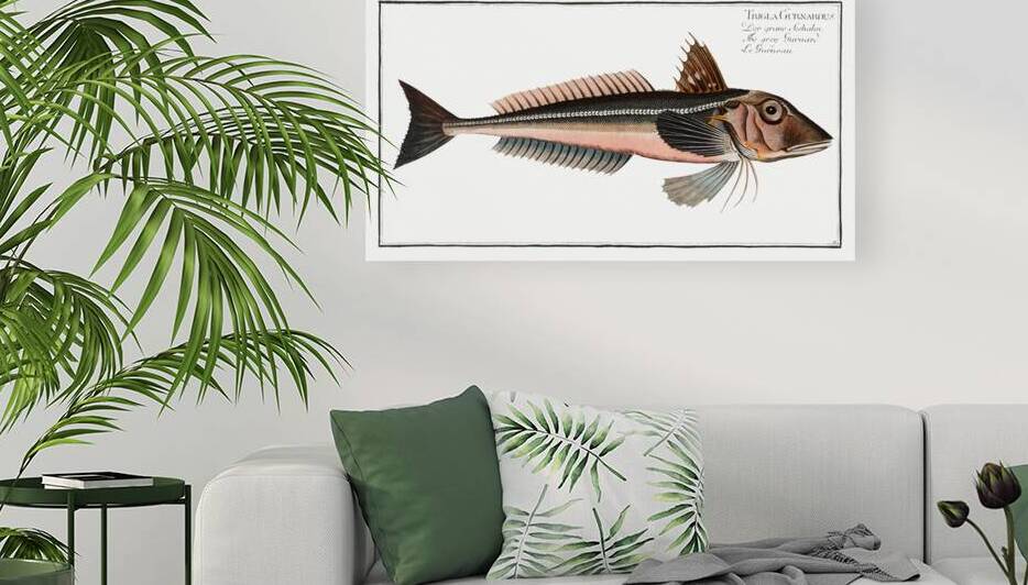 Grey Gurnard Trigla Gurnardus by IStockHistory com