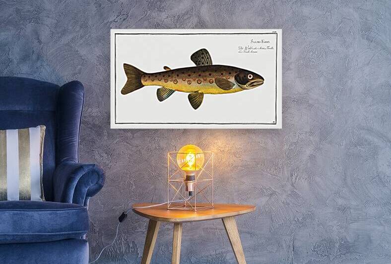 Brown Trout Salmo Fario by IStockHistory com