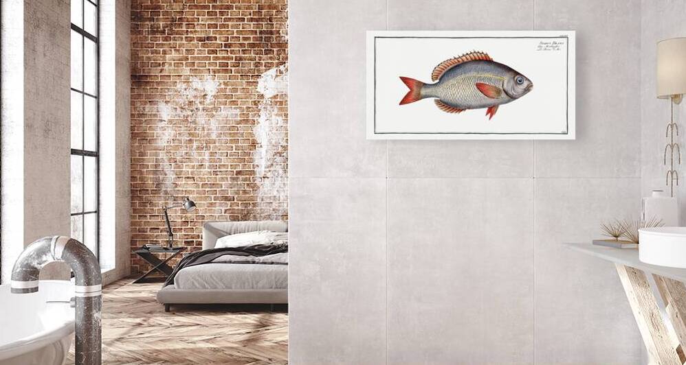 Sparus Brama by IStockHistory com