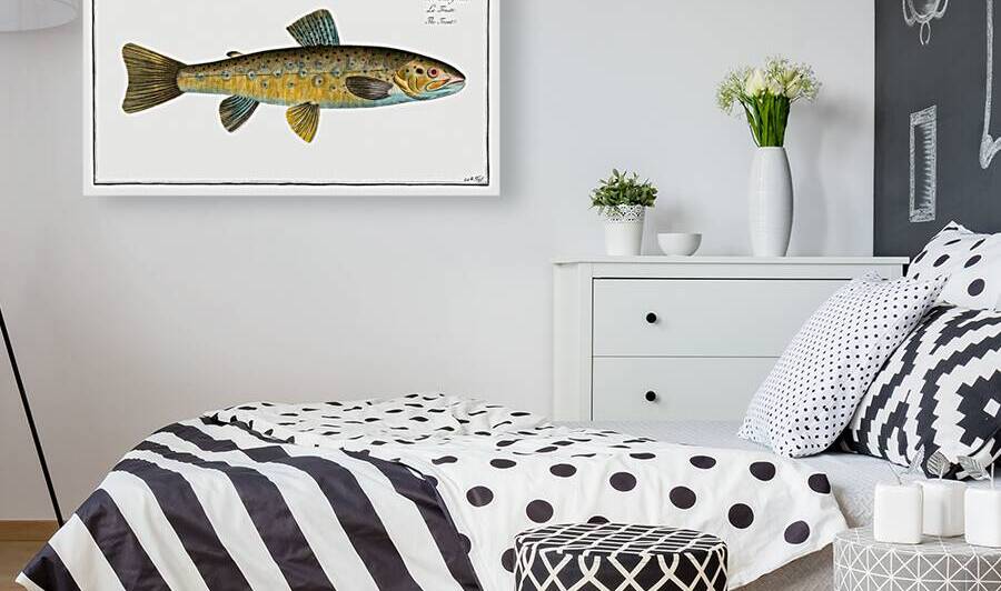 Trout Salmo Fario by IStockHistory com