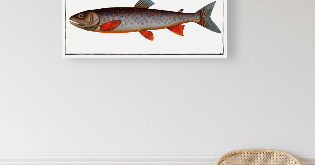 Salveling Salmo Salvelinus by IStockHistory com