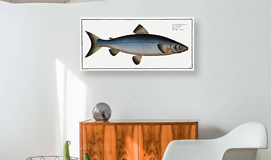 Plumiers Umber Sciaena Plümieri by IStockHistory com