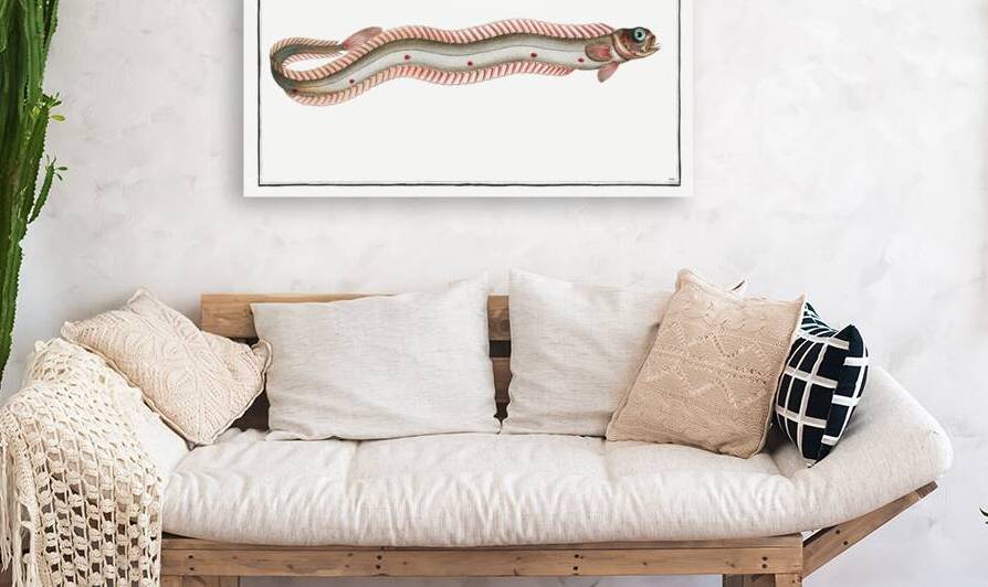 Band-Fish Cepola Tænia by IStockHistory com