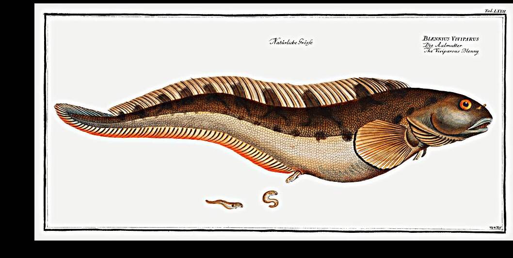 Viviparous Blenny Blennius Viviparus by IStockHistory com