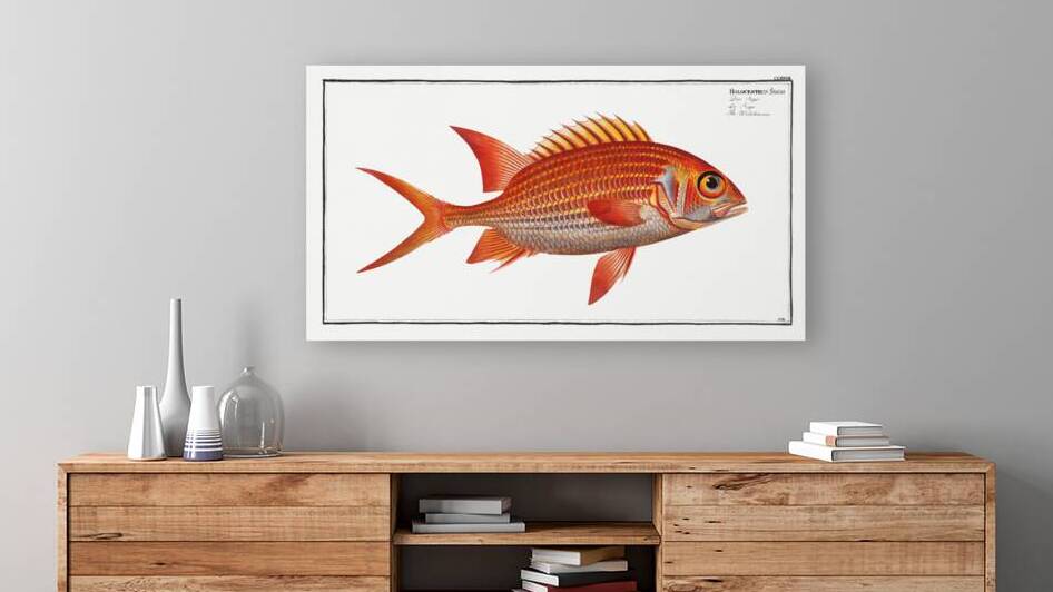 Welshman Holocentrus Sogo by IStockHistory com