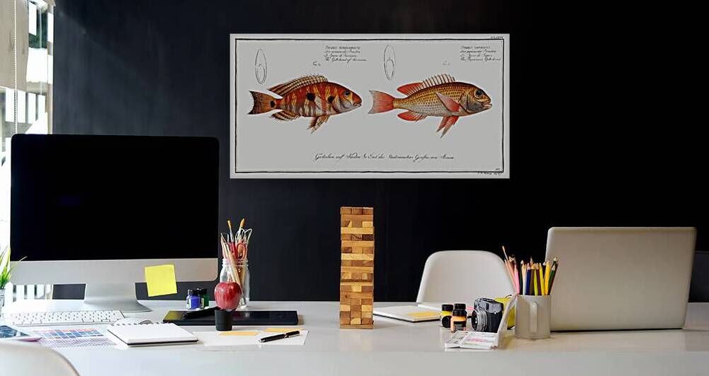 1. Japanese Gilt-head Sparus Japonicus 2. Gilt-head of Surinam Sparus Surinamensis by IStockHistory com