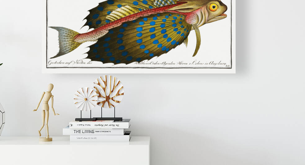 Flying-Fish Trigla volitans by IStockHistory com