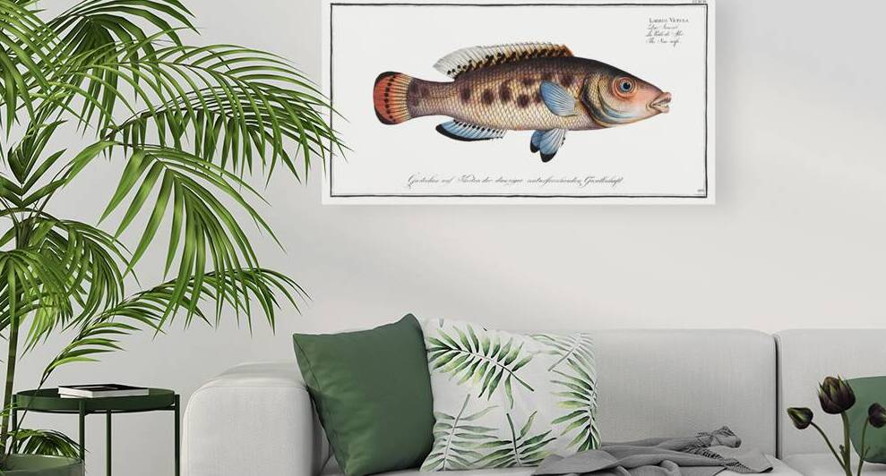 Sea-wife Labrus Vetula by IStockHistory com