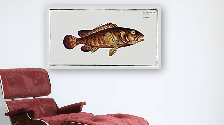 Ongoe Holocentrus ongus by IStockHistory com