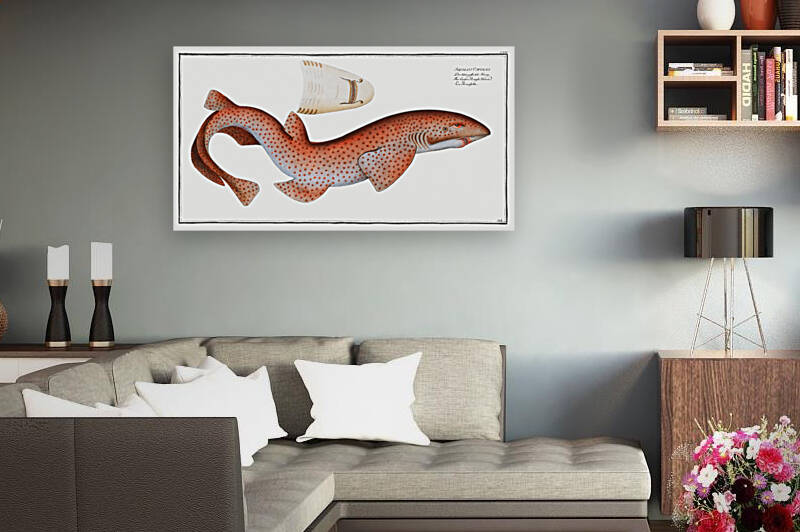 Lesser Rough Flound Squalus Catulus by IStockHistory com