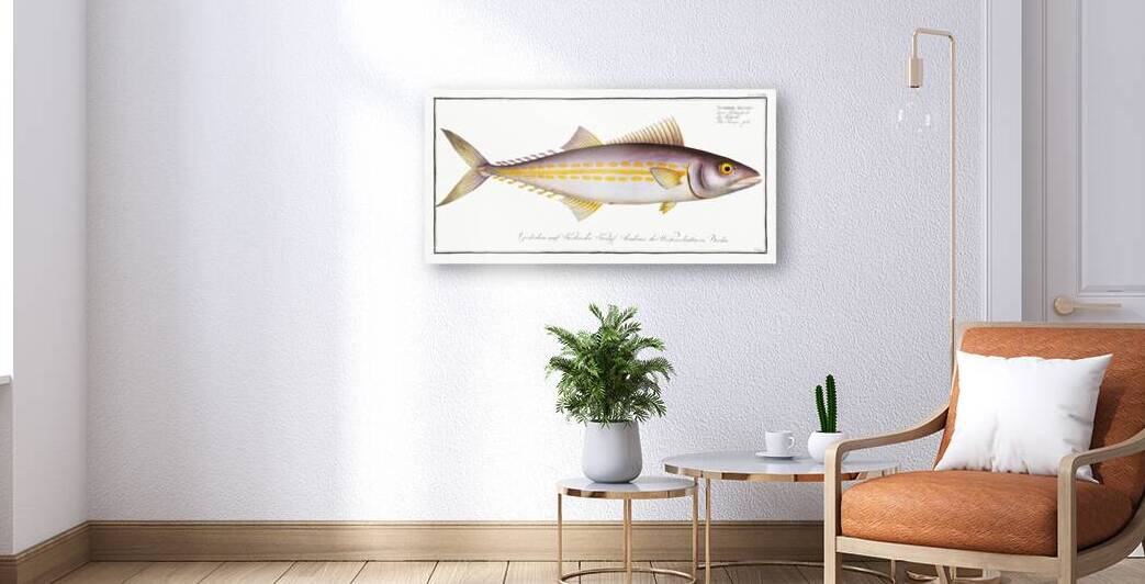Kings fish Scomber regalis by IStockHistory com