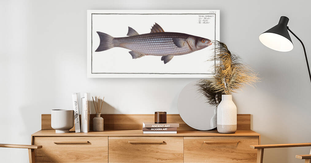 Mullet Mugil cephalus by IStockHistory com