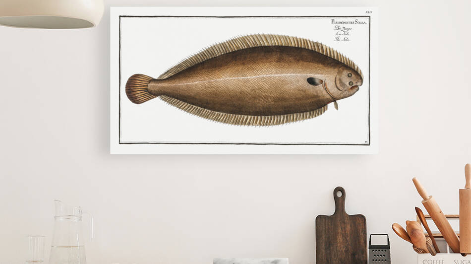 Sole Pleuronectes Solea by IStockHistory com