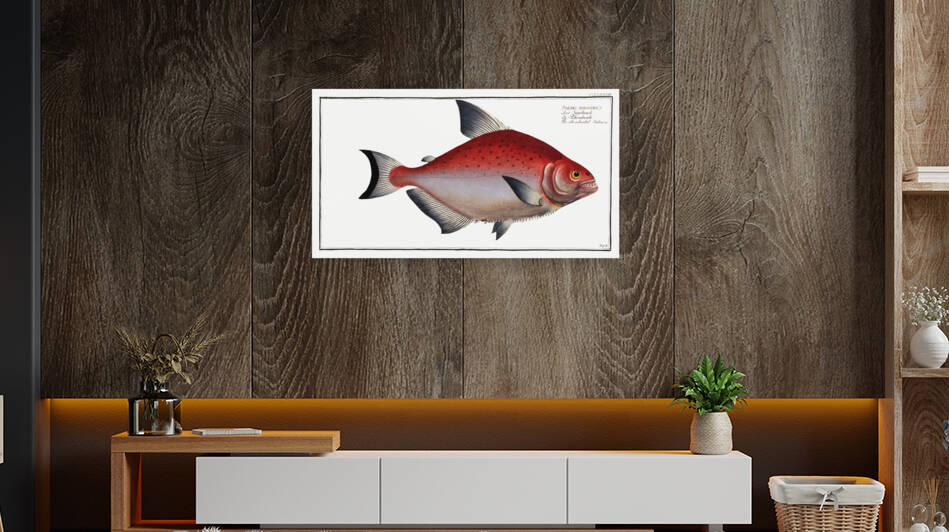 Rhomboidal Salmon Salmo rhombeus by IStockHistory com