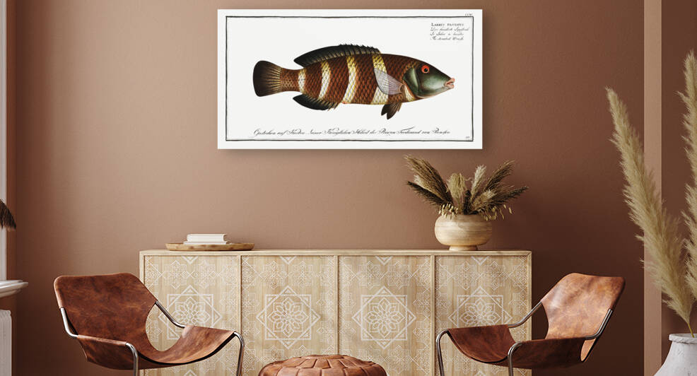 Streaked Wrasse Labrus fasciatus by IStockHistory com