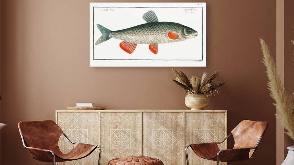 Nase-Carp Cyprinus Nasus by IStockHistory com