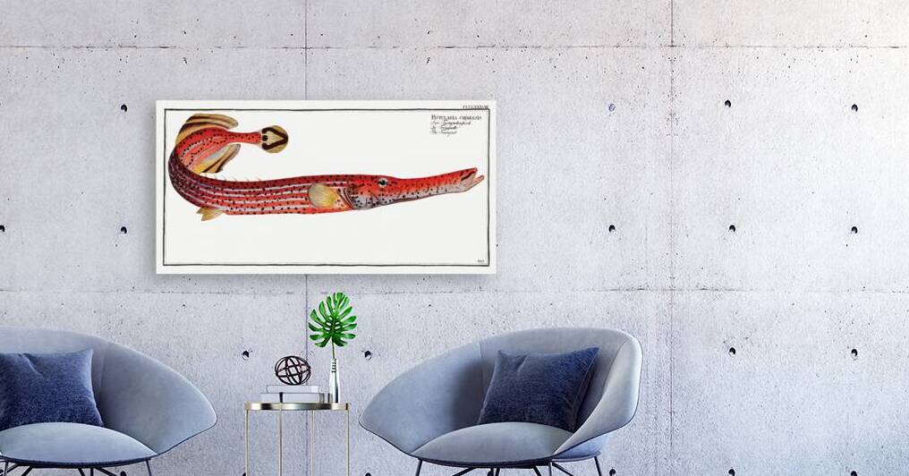 Trumpet Fistularia chinensis by IStockHistory com