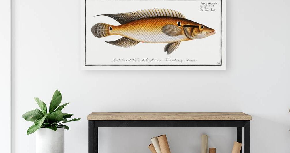 Stone-Perch Perca saxatilis by IStockHistory com