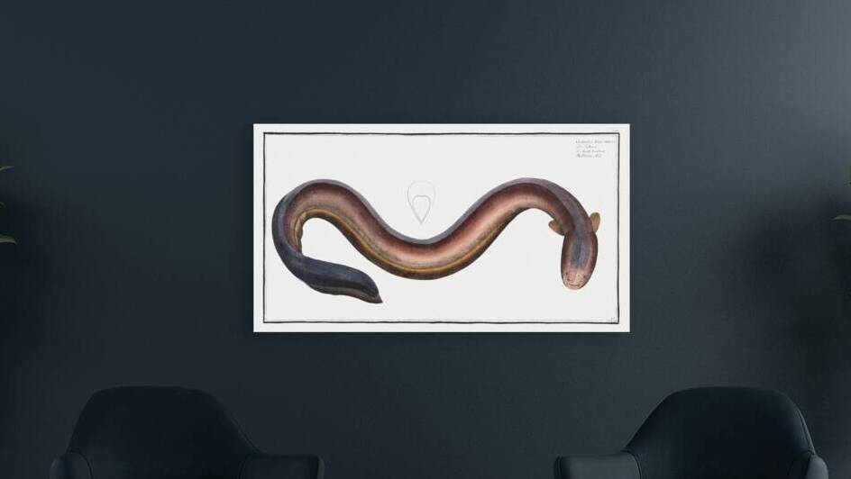 Electric-Eel Gymnotus Electricus by IStockHistory com