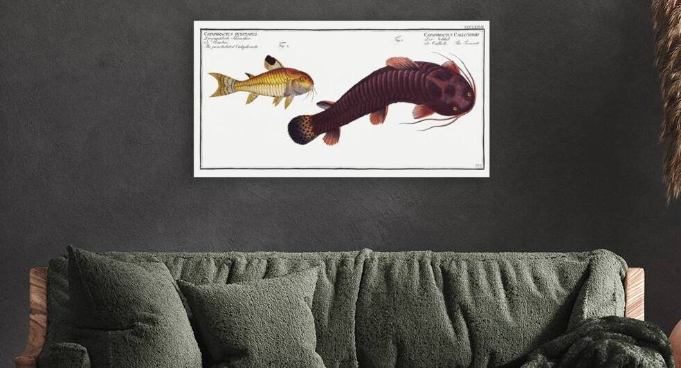 1. Tamoate Cataphractus Callychthis 2. Punctulated Cataphracte Cataphractus punctatus by IStockHistory com