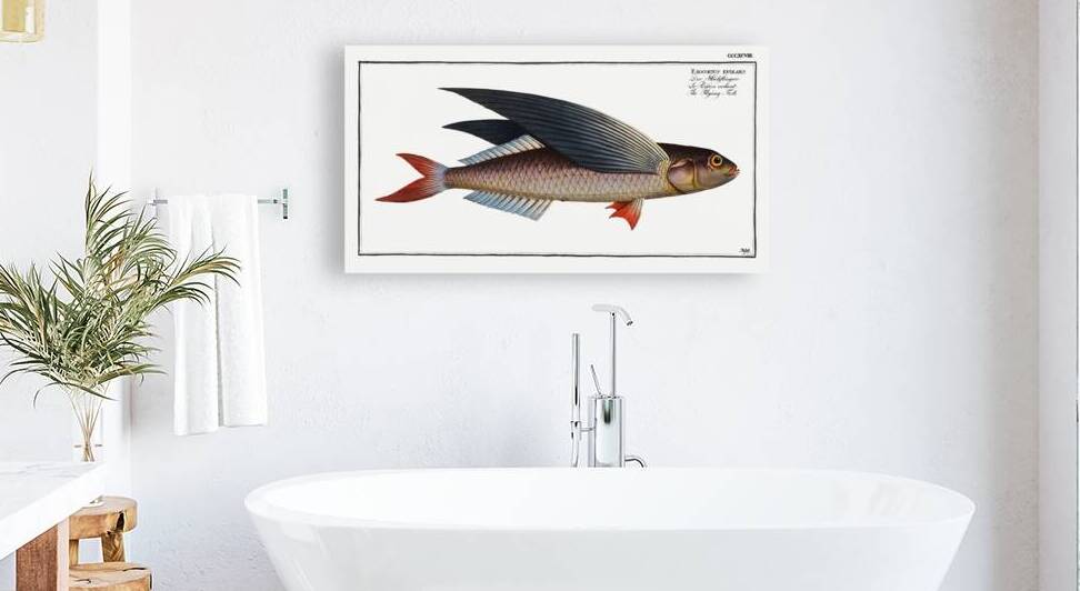 Flying-Fish Exocoetus evolans by IStockHistory com