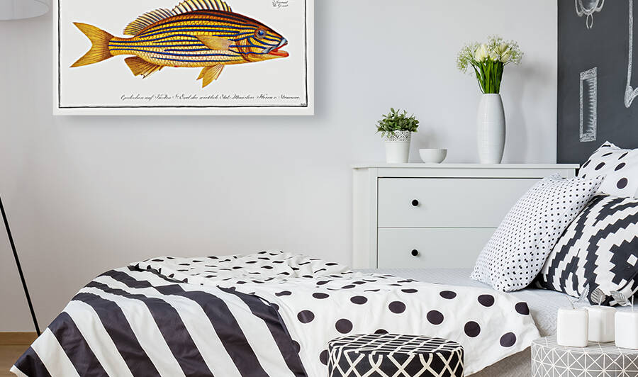 Grunt Anthias formosus by IStockHistory com