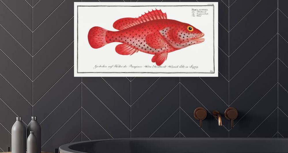 Hind Perca Guttata by IStockHistory com