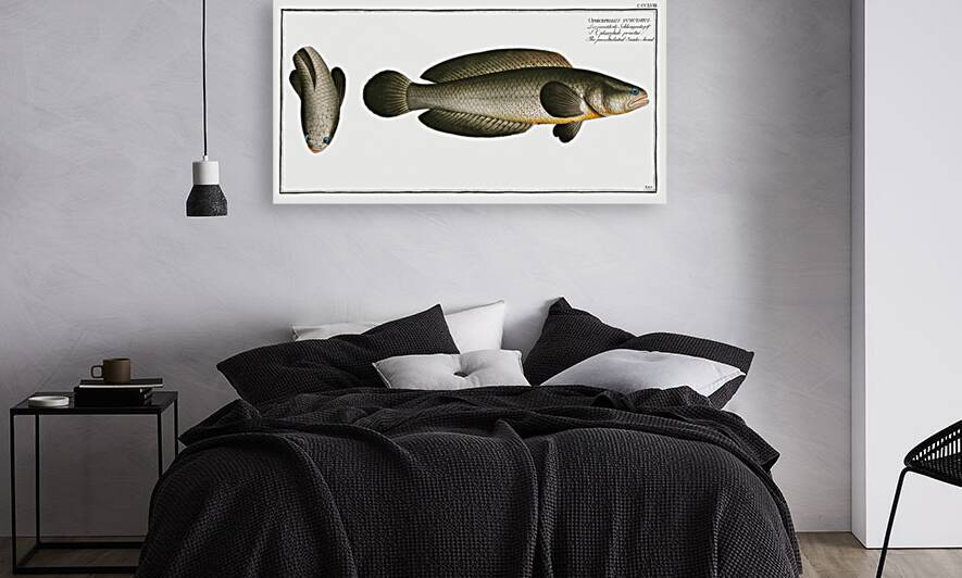 Punctulated Snake-head Ophicephalus punctatus by IStockHistory com