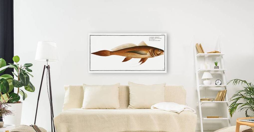 Bearded Lancet-tail Lonchurus barbatus by IStockHistory com