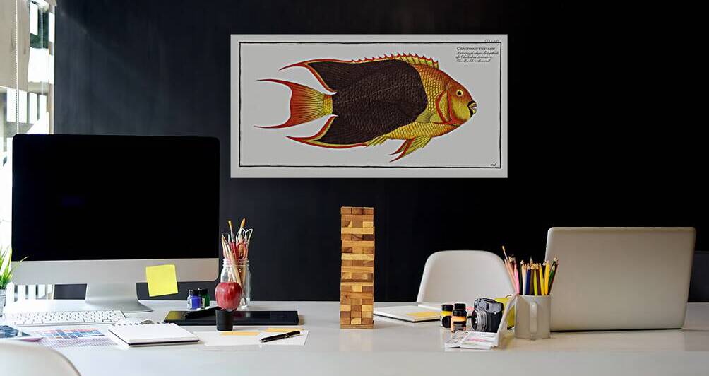 Treble-coloured Chaetodon tricolor by IStockHistory com