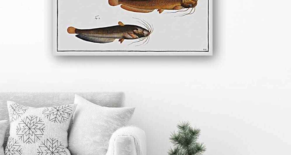 1. Toeli Silurus batrachus 2. Muddy Silure Silurus fossilis by IStockHistory com